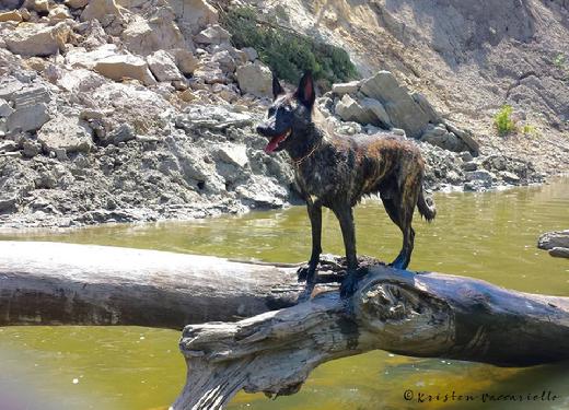 Dutch Shepherd male Django