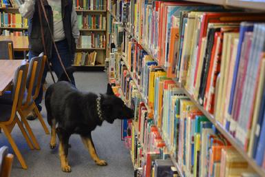 GSD Grimm nosework in library