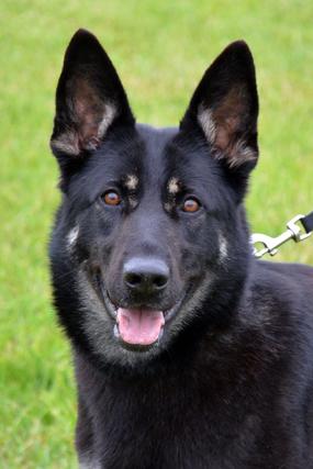 GSD Female Raleigh