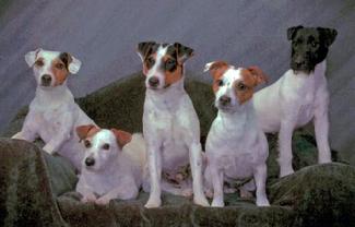 arson Russell Terrier puppies for sale at Cher Car Kennels