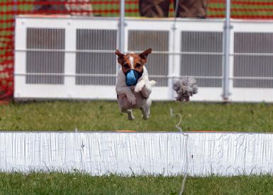 Wicked steeplechase