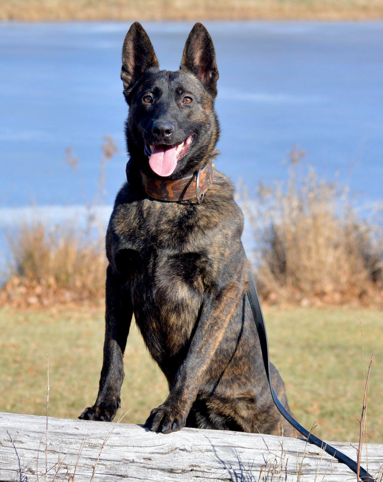 Dutch Shepherd female Djenga