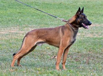 Belgian Malinois Dooley at Cher Car Kennels