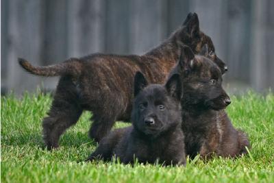 Belgian Malinois puppies