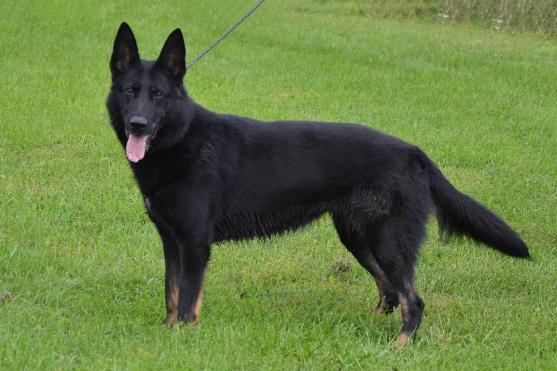 GSD Female Nyx