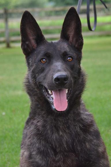 Dutch Shepherd male Scandal