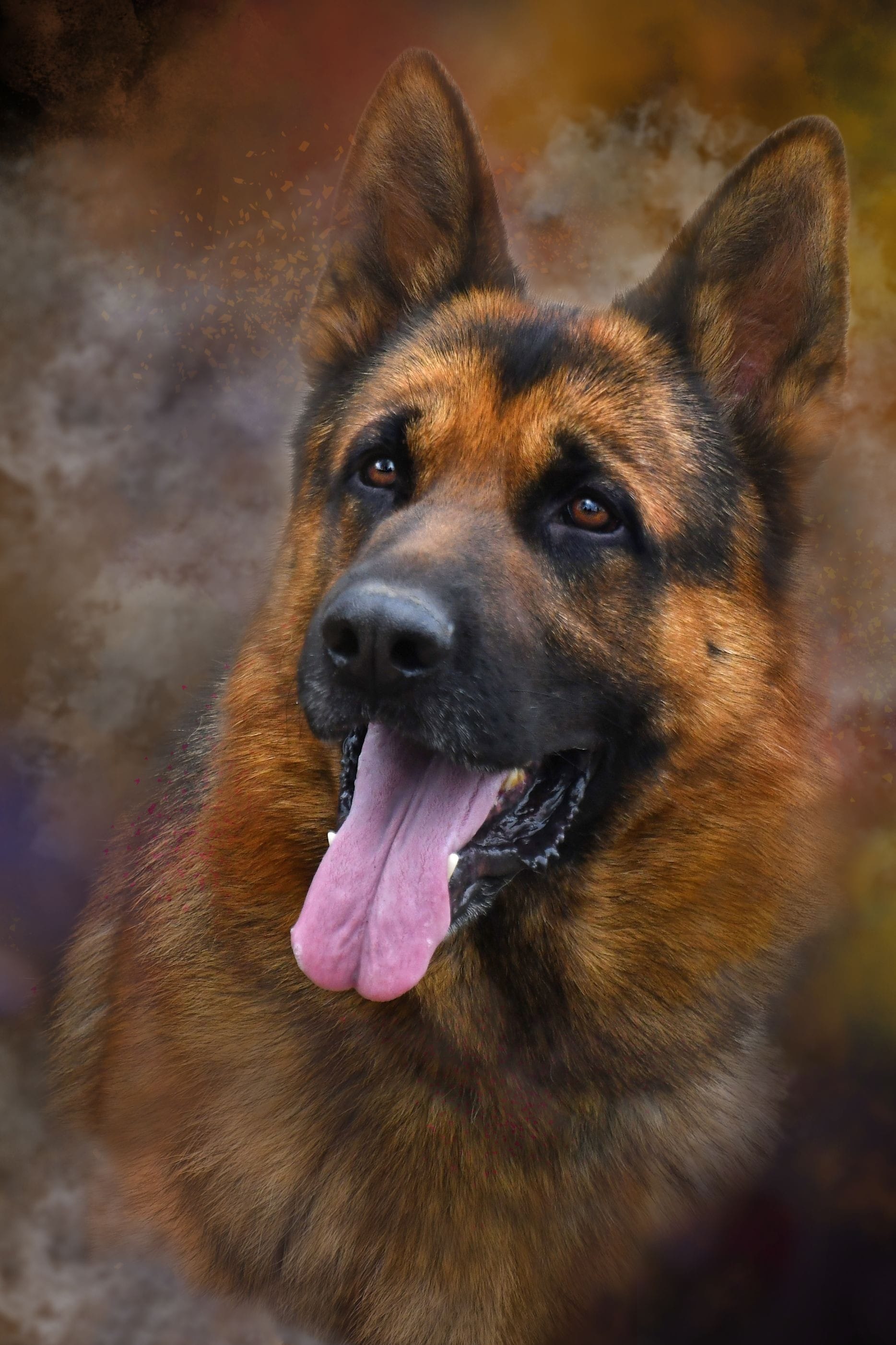 German Shepherd male "Kayser" at Cher Car Kennels