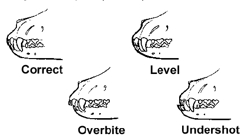 Overbite, Undershot and Wry......These are terms that refer to dog’s teeth and how they are presented in the mouth.