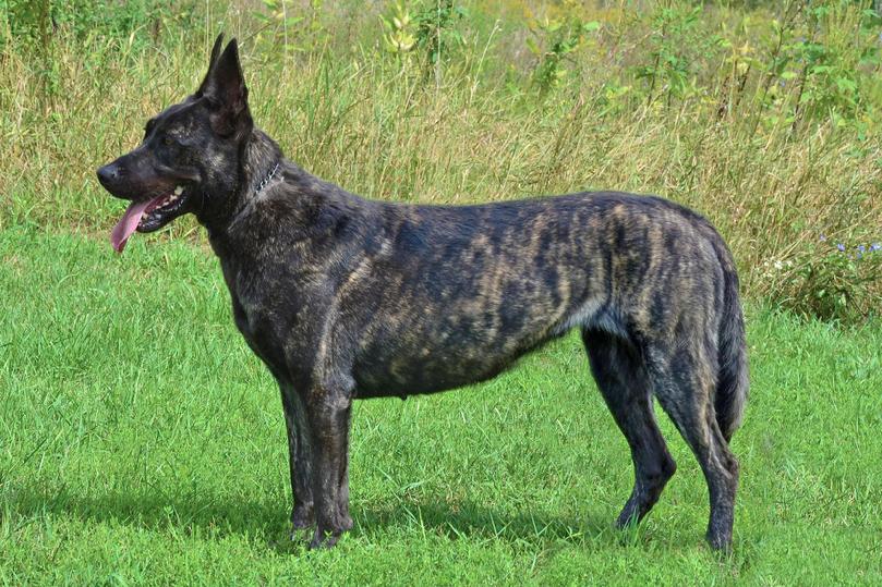 Dutch Shepherd female Scarlett