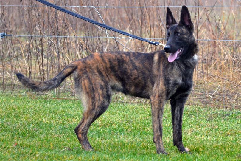 Dutch Shepherd female Xis