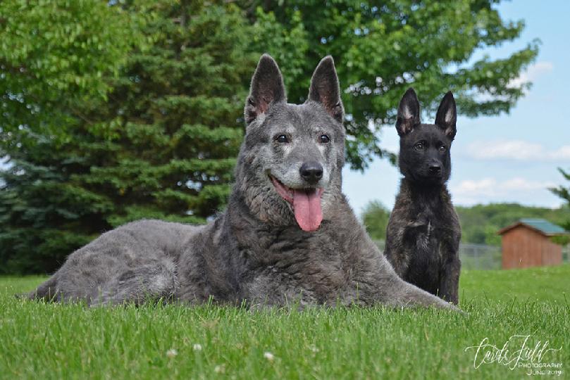 Dutch Shepherd Foundation dam Rush and great great grandson at Cher Car Kennels
