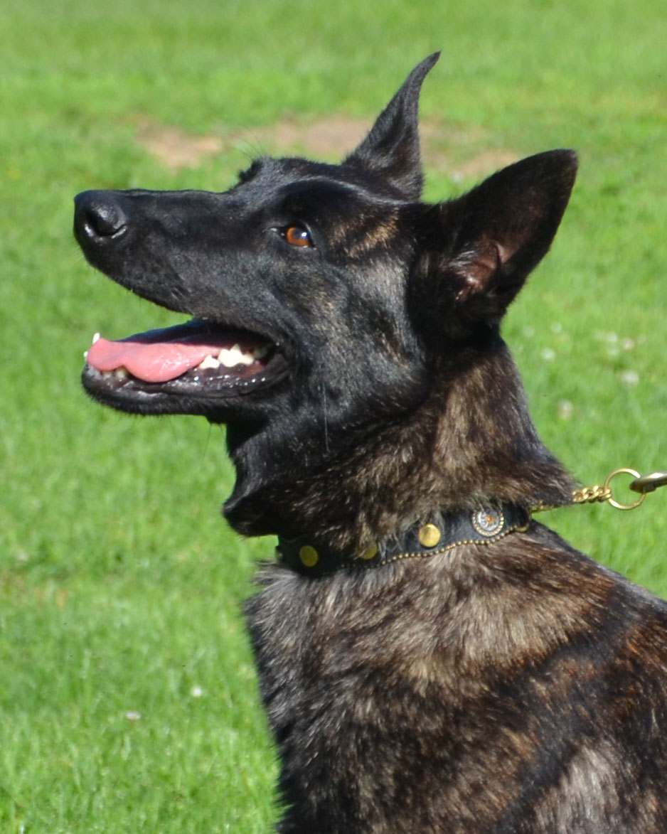 Dutch Shepherd male Journey