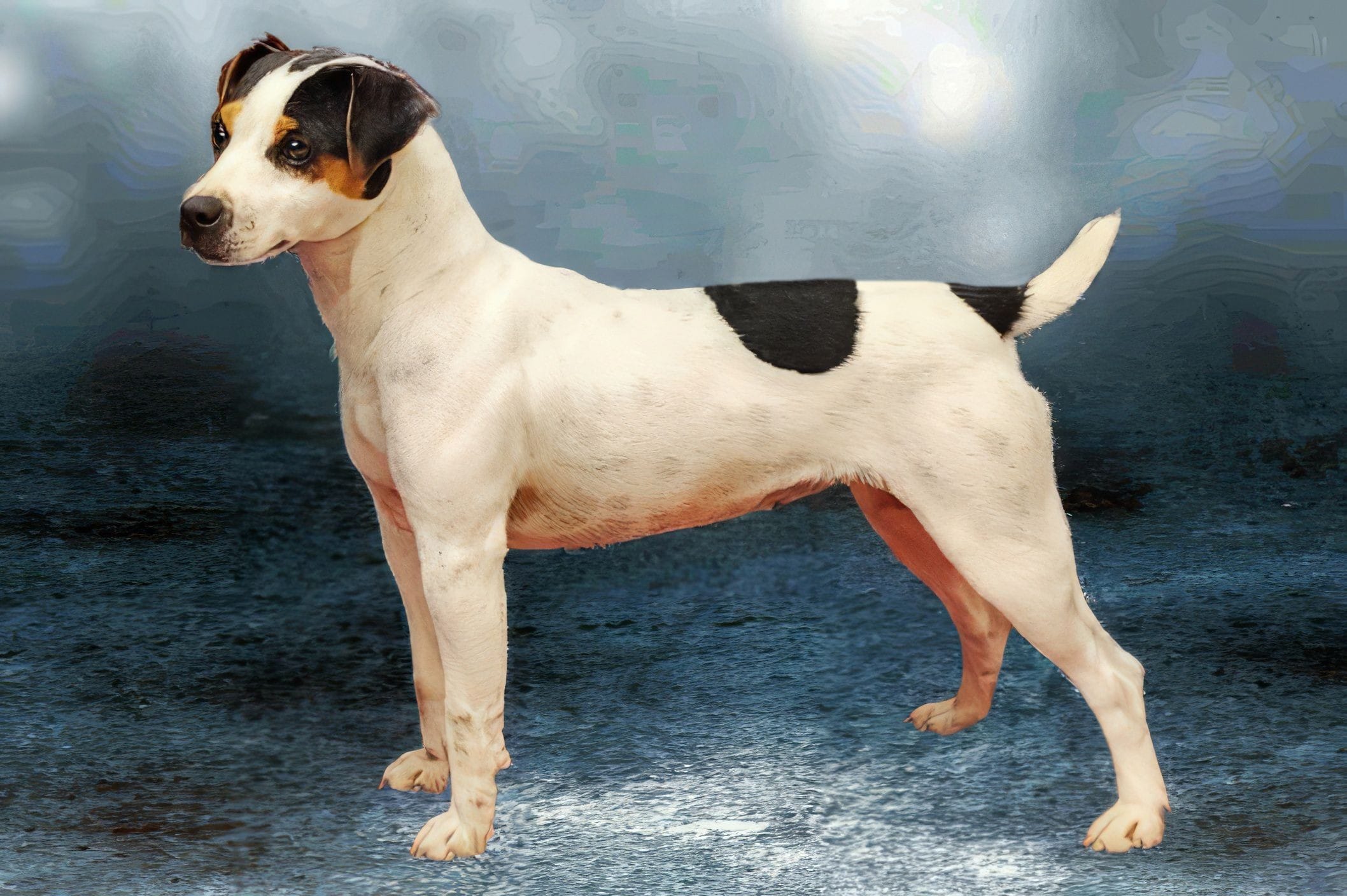 Parson Russell Terrier "Scorn" at Cher Car Kennels
