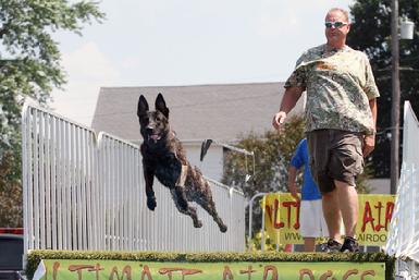 Dutch Shepherd Colt, dock jumping