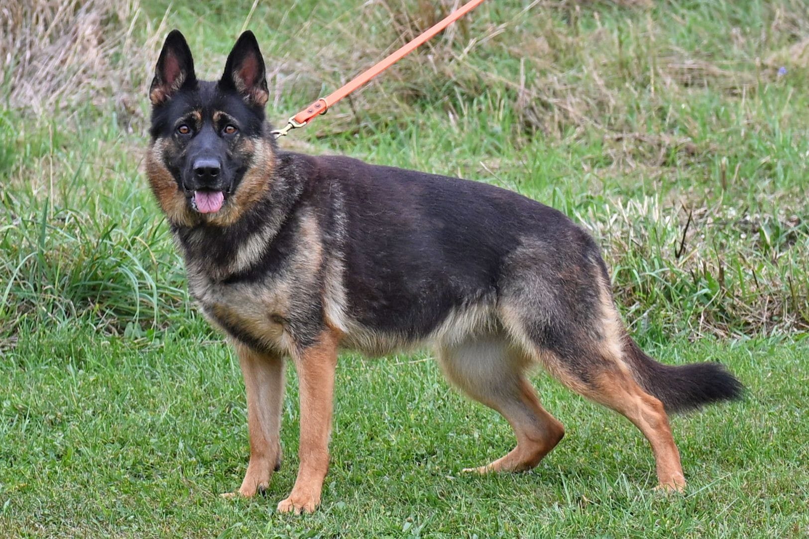 GSD Female Etta