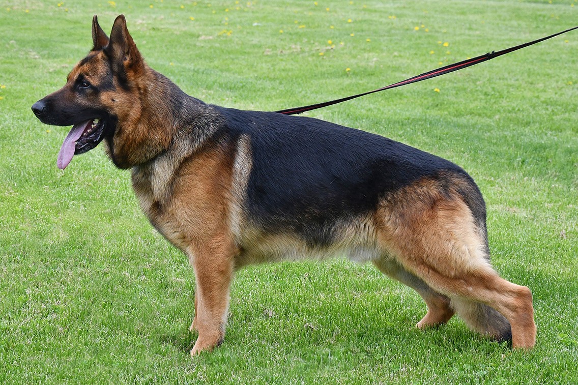 Cher Car Kennels German Shepherd Dog "Kayser"