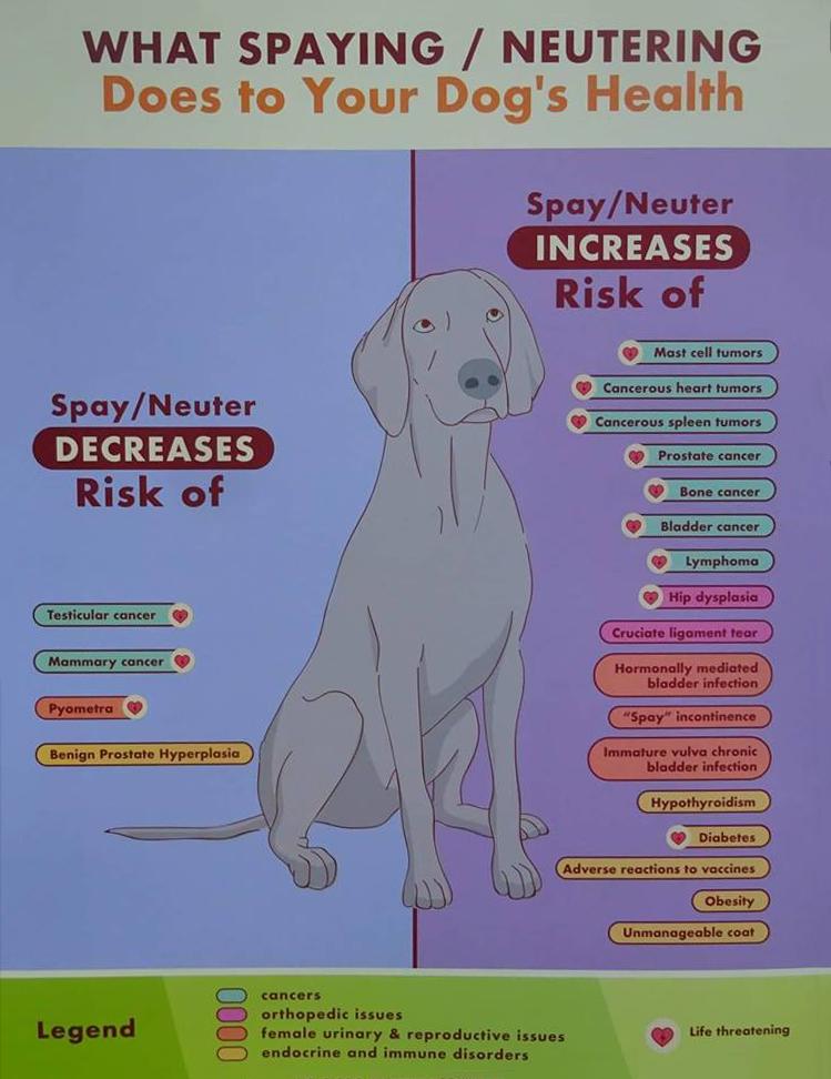 Early spay/neuter health consequences