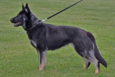 GSD Female Raleigh