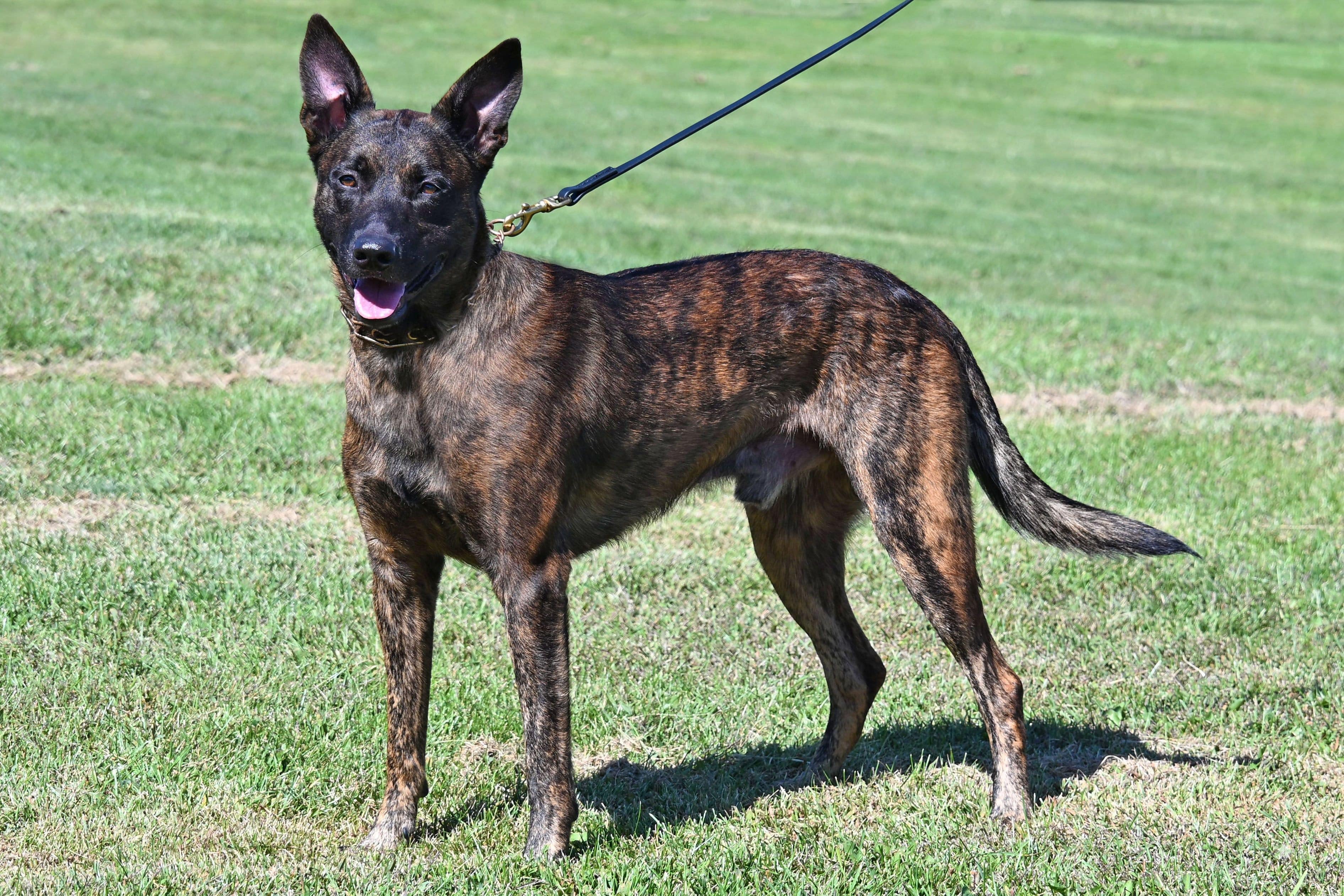 Champion Dutch Shepherd male Dexter