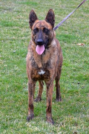 Dutch Shepherd male Dexter