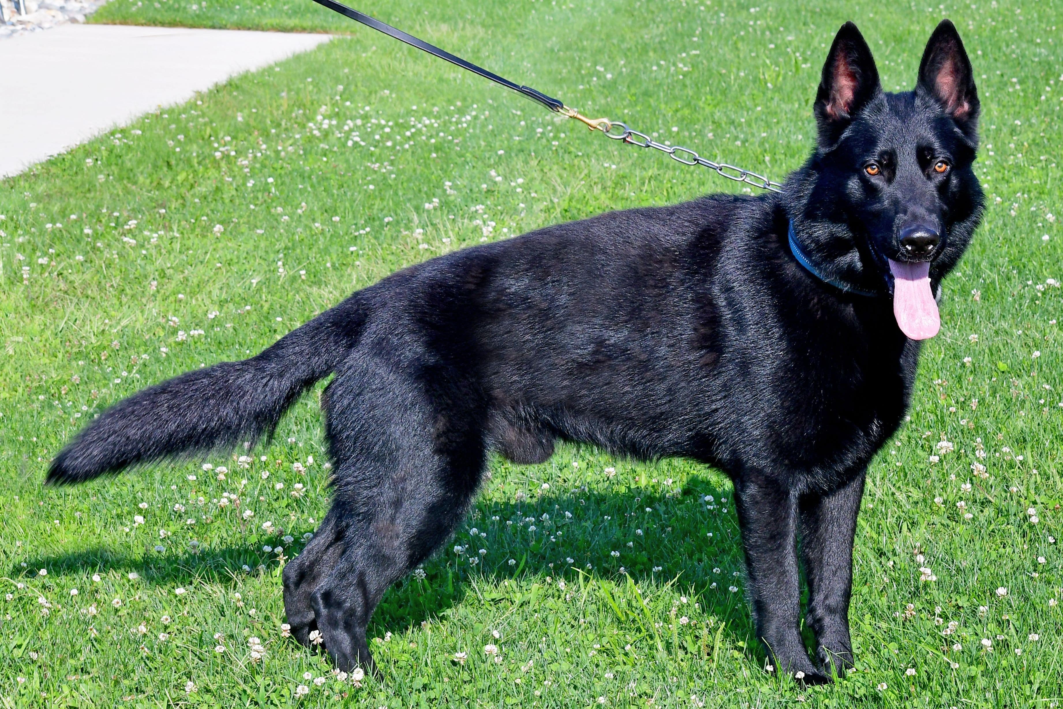 Cher Car Kennels German Shepherd Dog "Rebus"