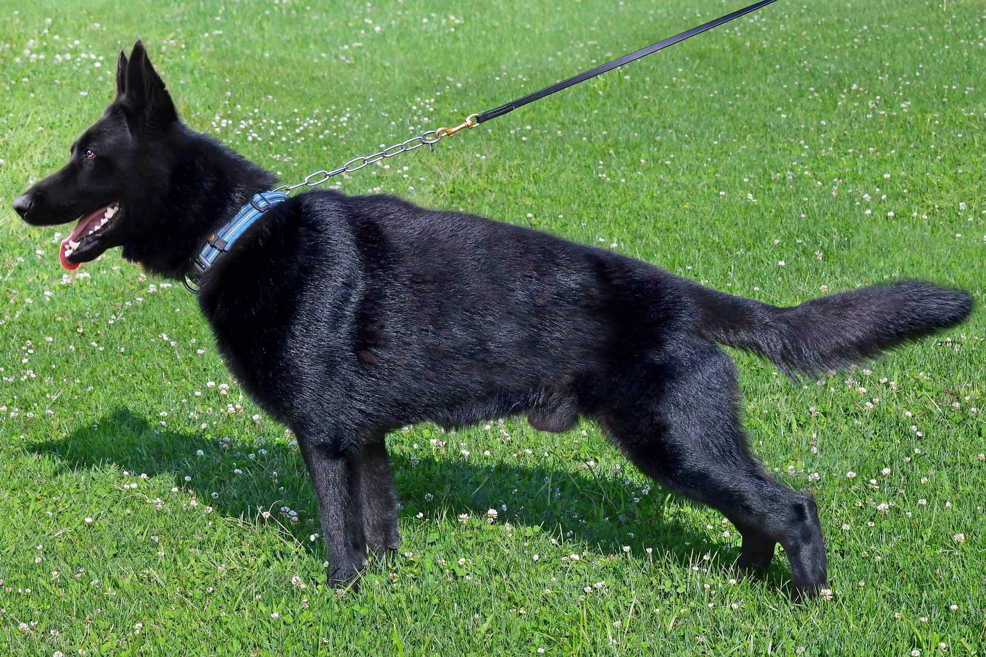 German Shepherd male "Rebus" at Cher Car Kennels