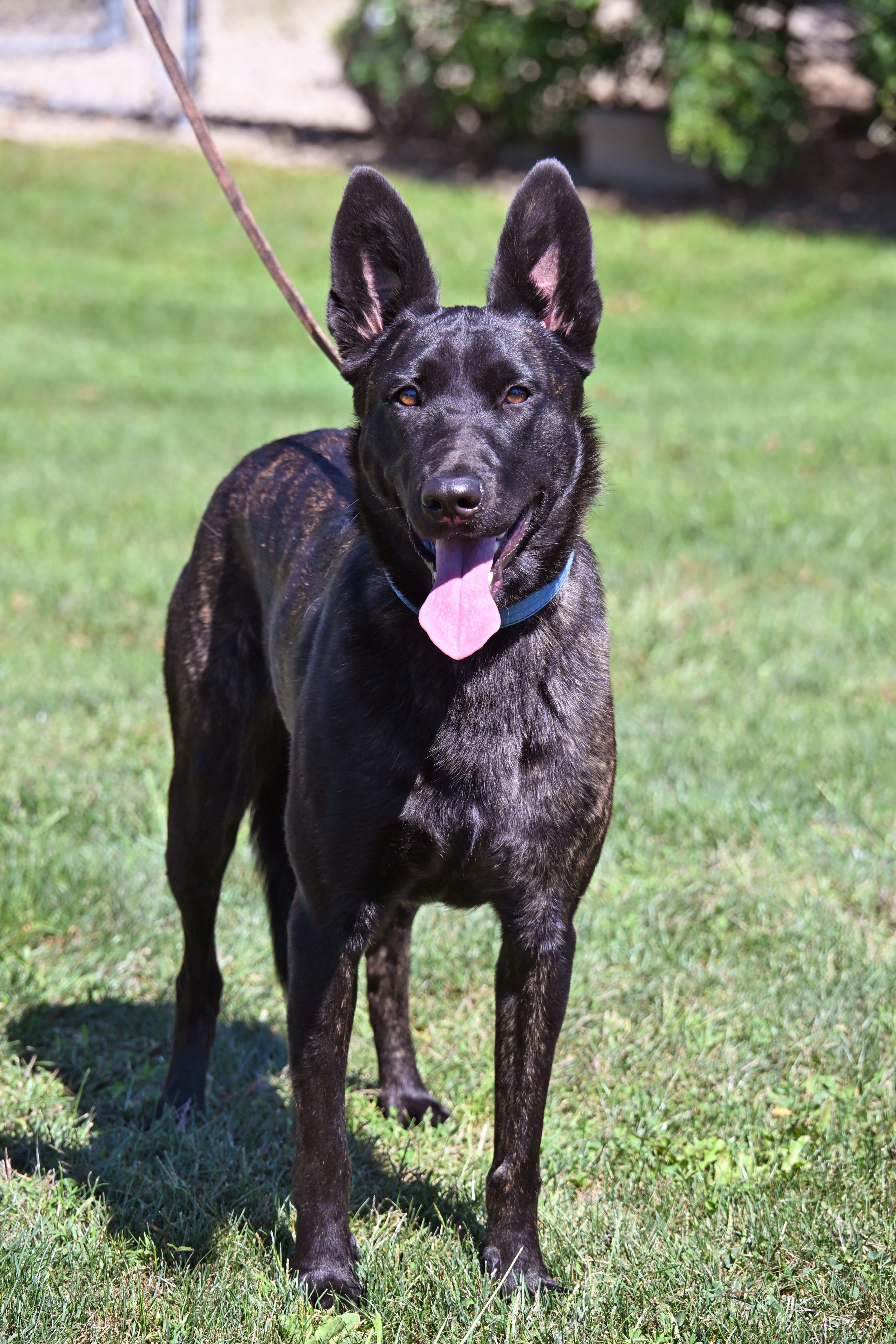 Dutch Shepherd male Journey