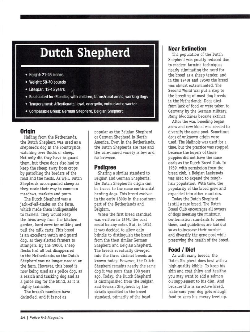 Dutch Shepherd Meet the Breed article page 3