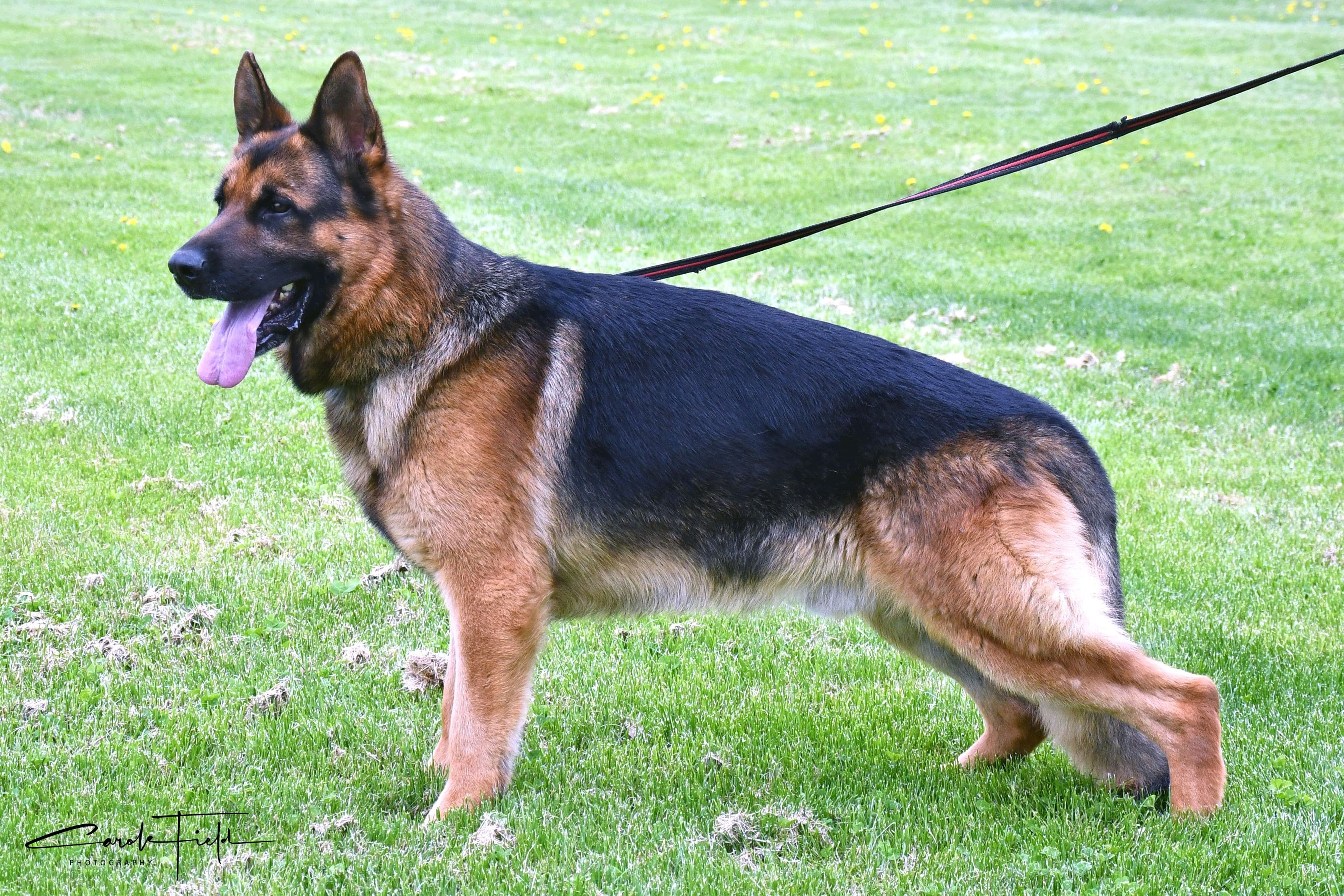 German Shepherd male "Kayser" at Cher Car Kennels