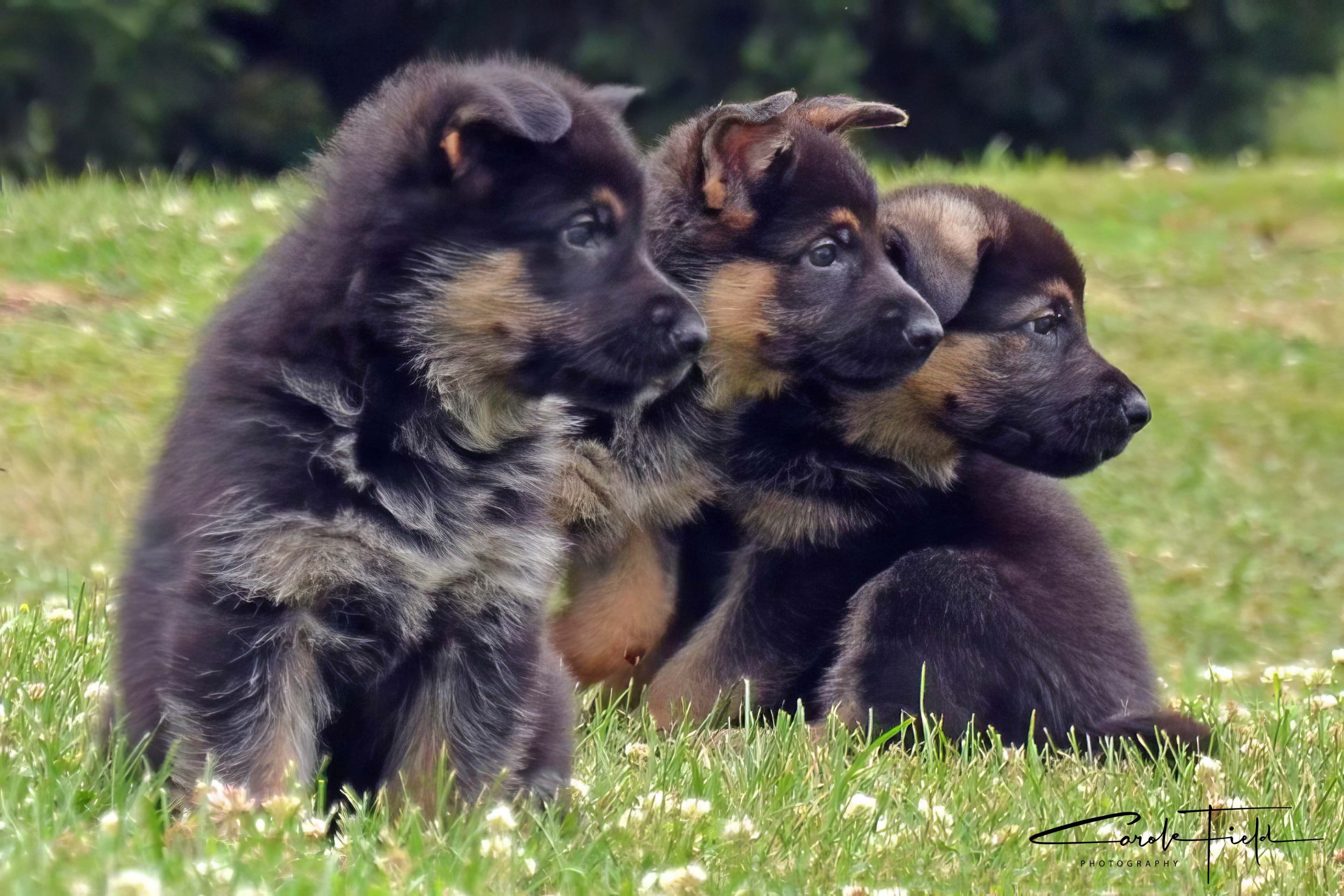 German Shepherd puppies