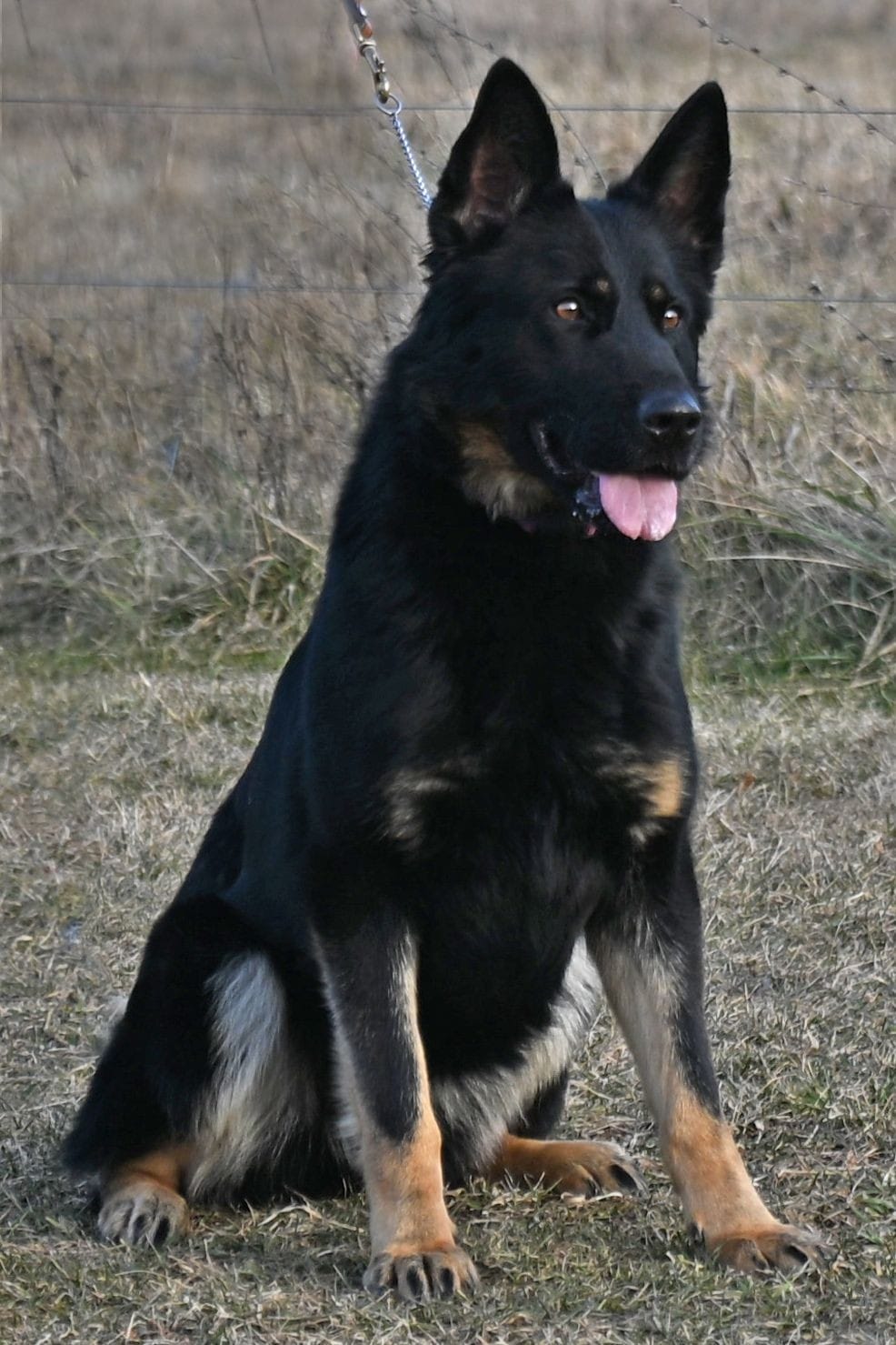 Dutch Shepherd female Anouk