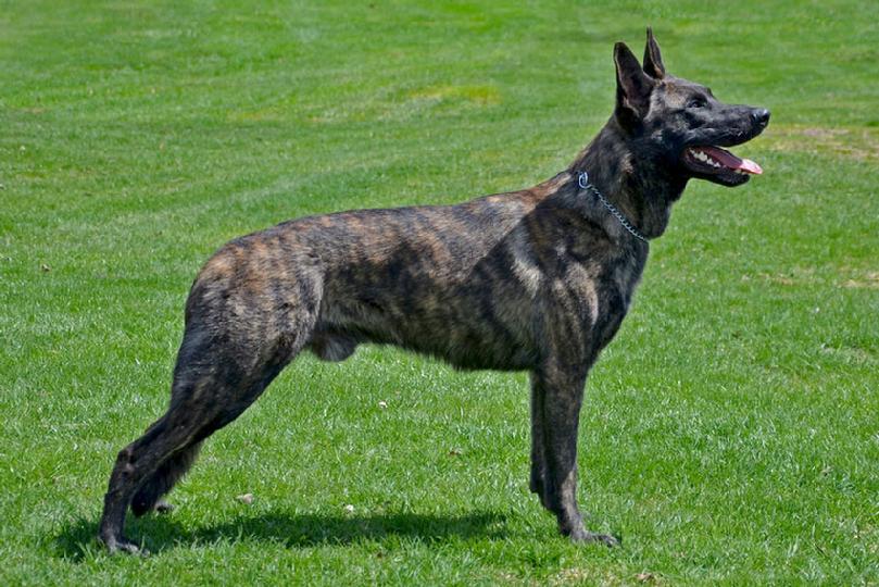 Dutch Shepherd male Django