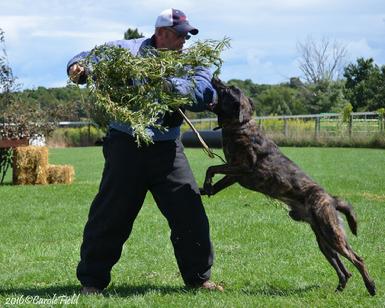 Dutch Shepherd Colt personal protection