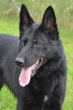 GSD Female Nyx