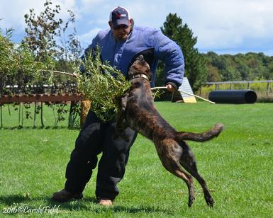 Dutch Shepherd male Django personal protection