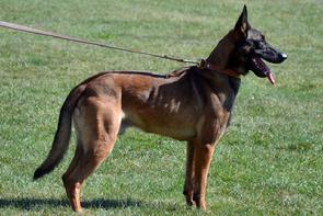 Male Belgian Malinois at Cher Car Kennels