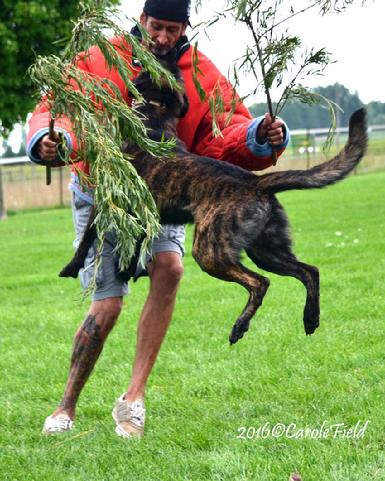 Dutch Shepherd male Django personal protection