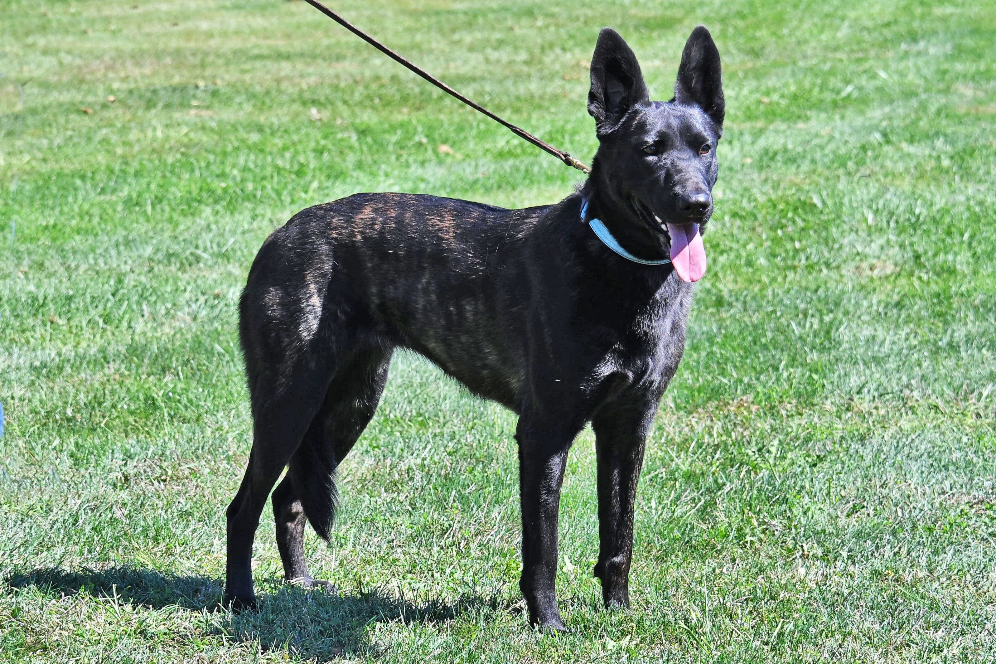 Champion Dutch Shepherd male Journey