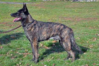 Dutch Shepherd male Colt