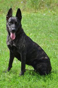 Dutch Shepherd female Scarlett