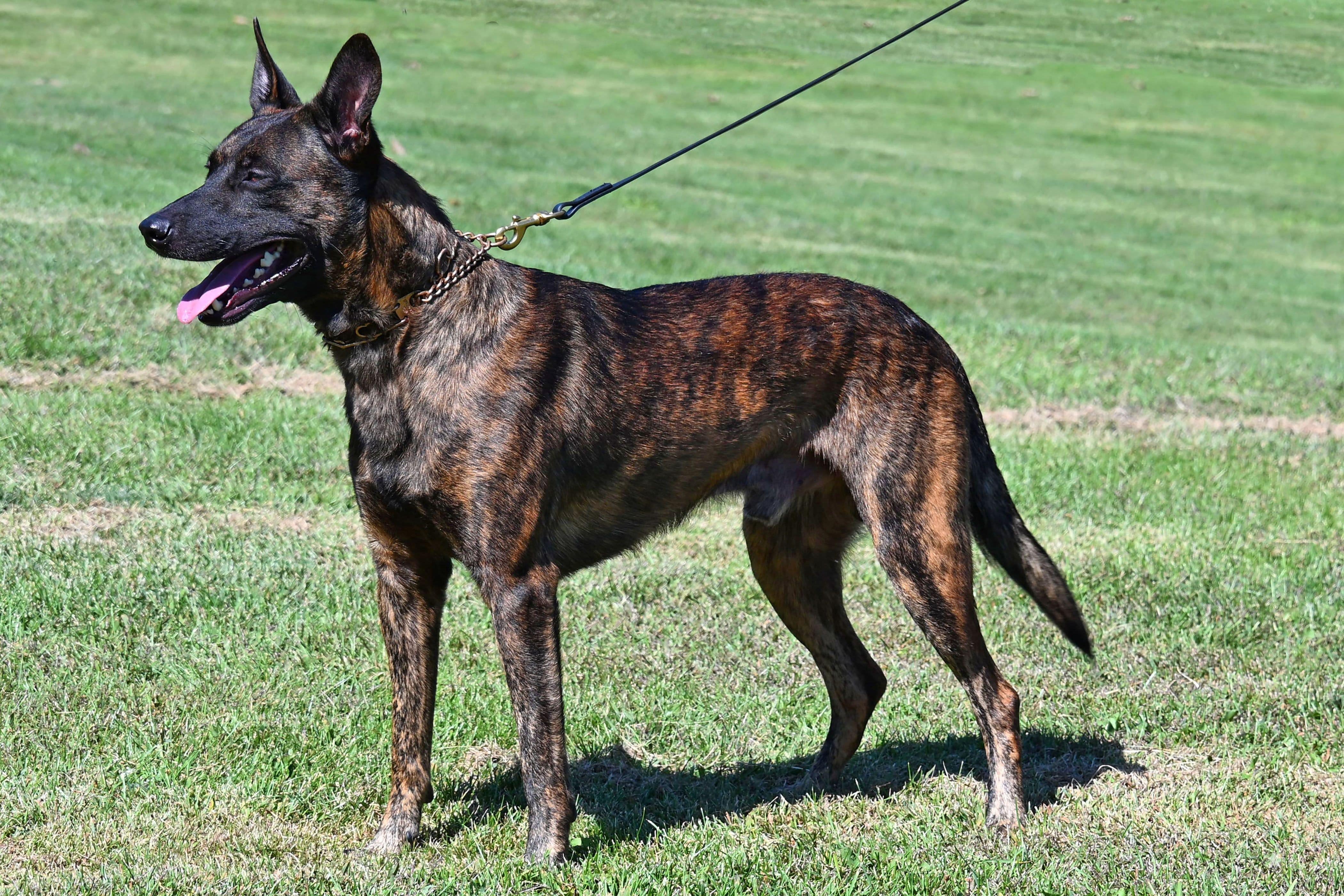 Champion Dutch Shepherd male Dexter