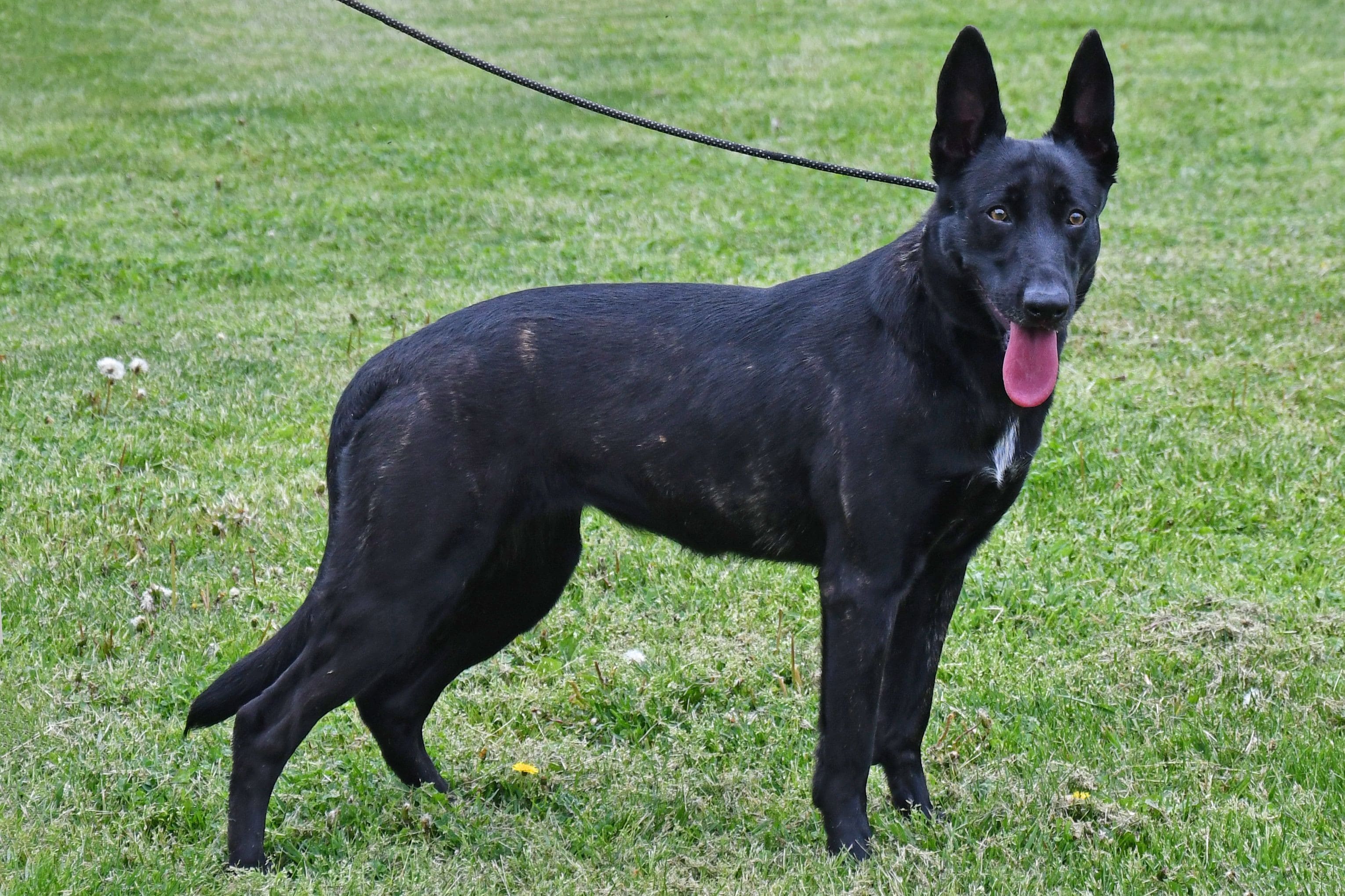 Dutch Shepherd female Djenga