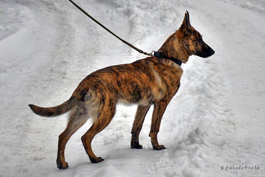 Dutch Shepherd female Voulez