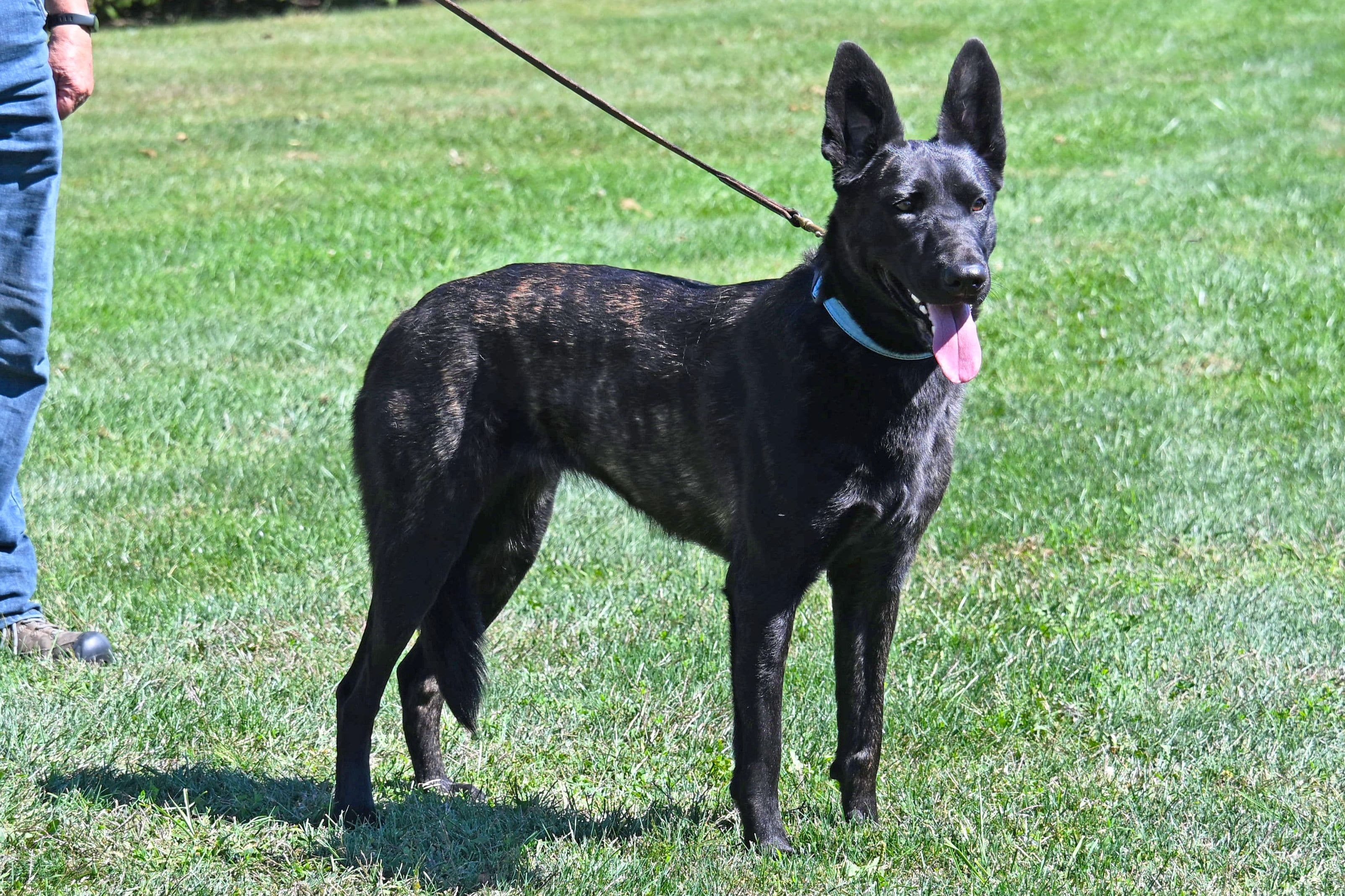 Dutch Shepherd female "Indi"