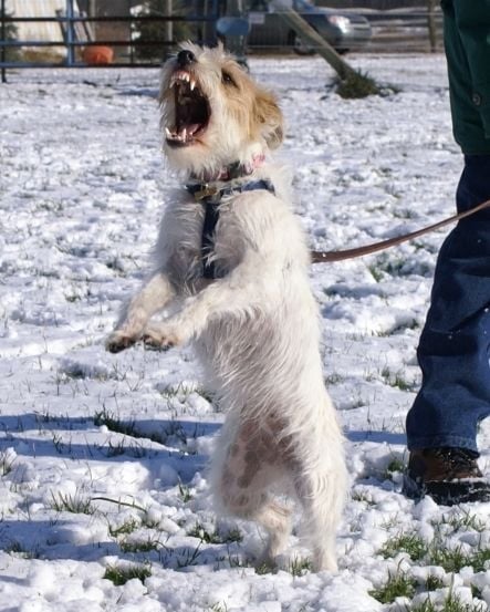 Parson Russel Terrier shown as an alarm dog.