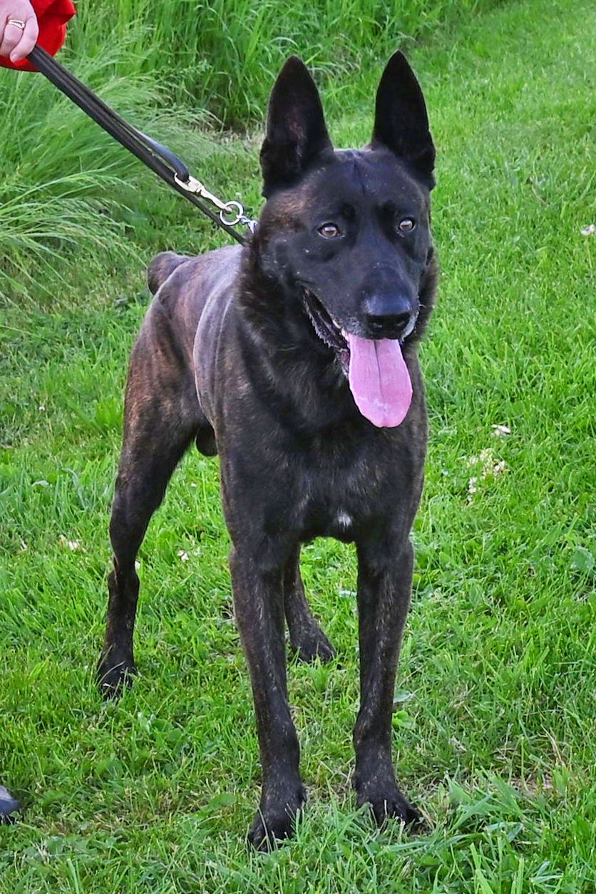 Dutch Shepherd male Dexter