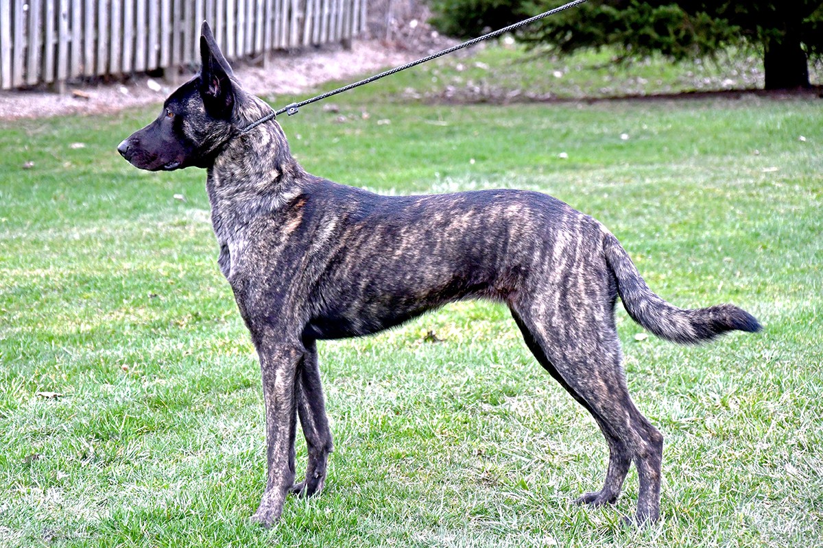 Cher Car Kennels Dutch Shepherd female Whisper