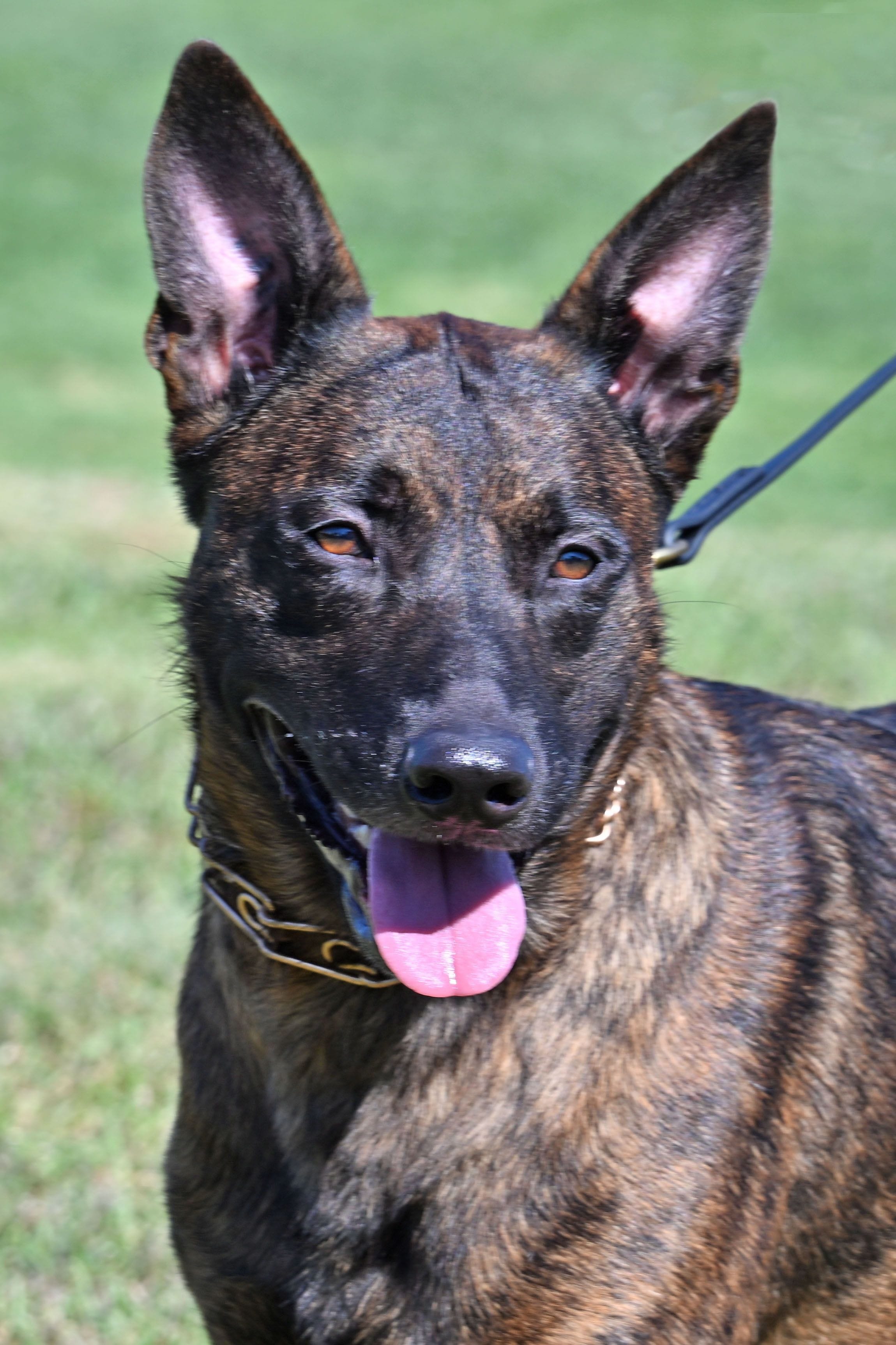 Dutch Shepherd male Dexter