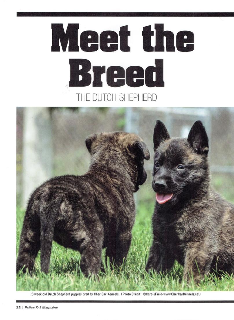 Dutch Shepherd Meet the Breed article page 1