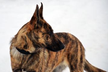 Dutch Shepherd female Voulez